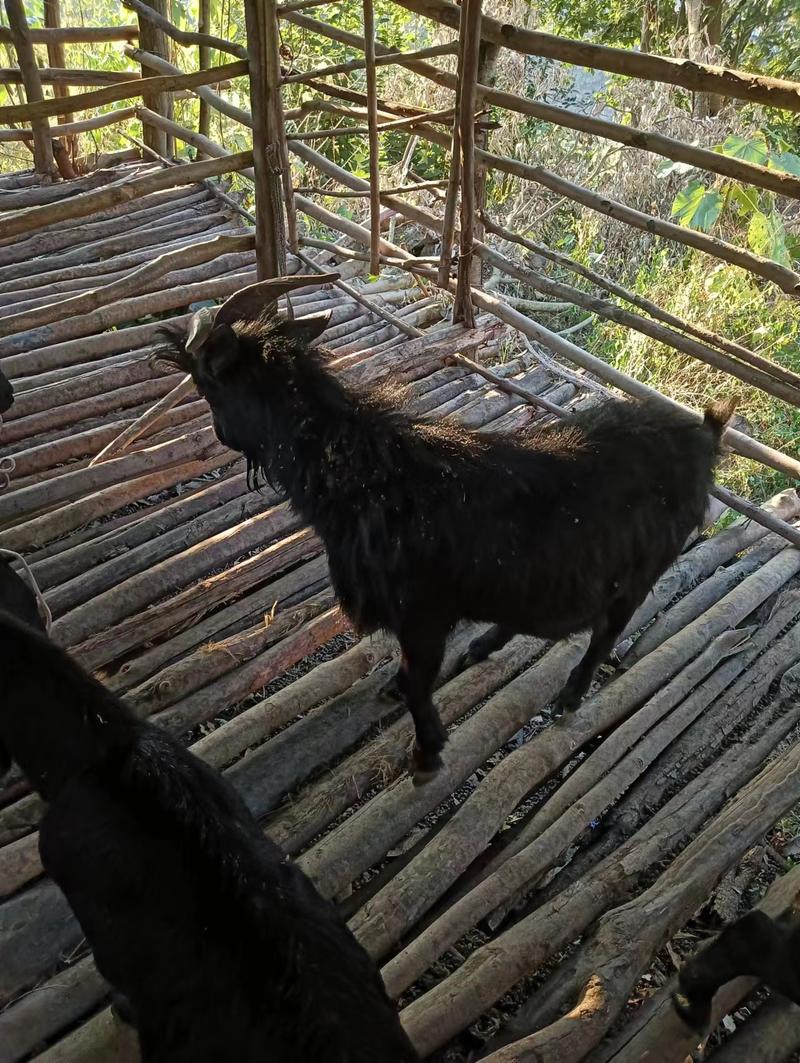 贵州本地散养黑山羊小公羊农户自家养殖量大价优