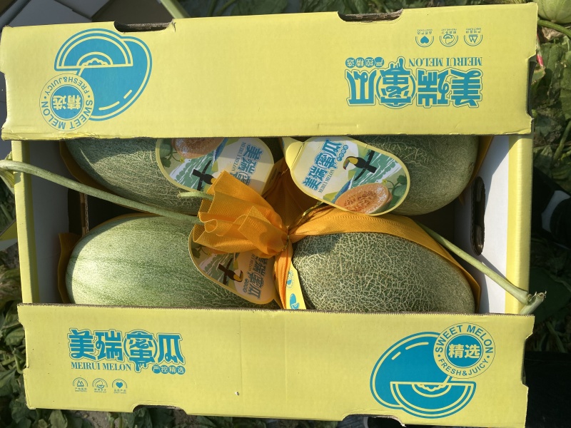 哈蜜瓜海南晓蜜25大量供应，对接全国各大市场，商超，社团