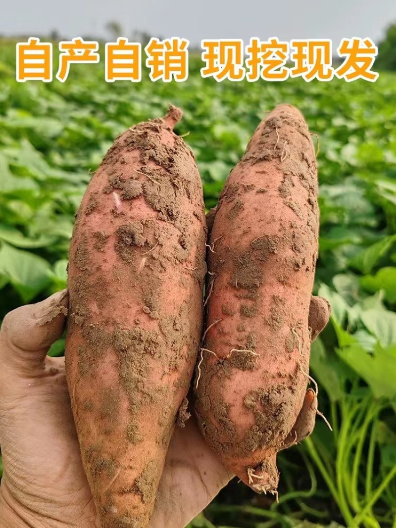 【推荐】保定雄县龙薯种植产地一手货源价格稳定全国市场直发