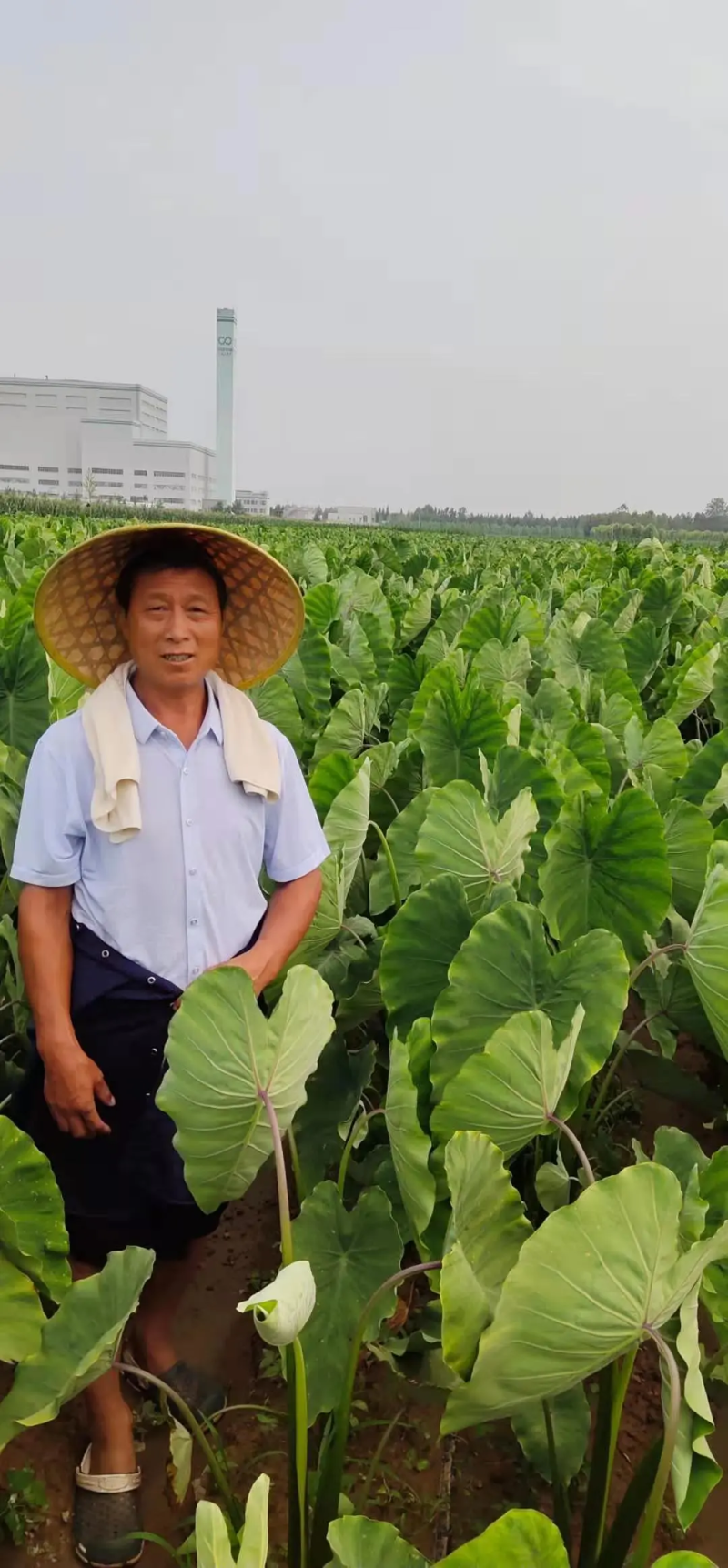 【香芋种子】产地直发包售后包成活成果软糯香甜