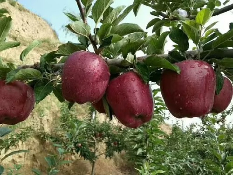 甘肃花牛苹果香甜粉面现摘现发产地直供品质保证量大从优