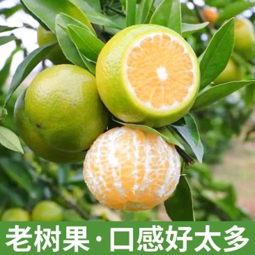 皇帝柑皮薄多汁纯甜化渣产地直发广西皇帝柑大量上市
