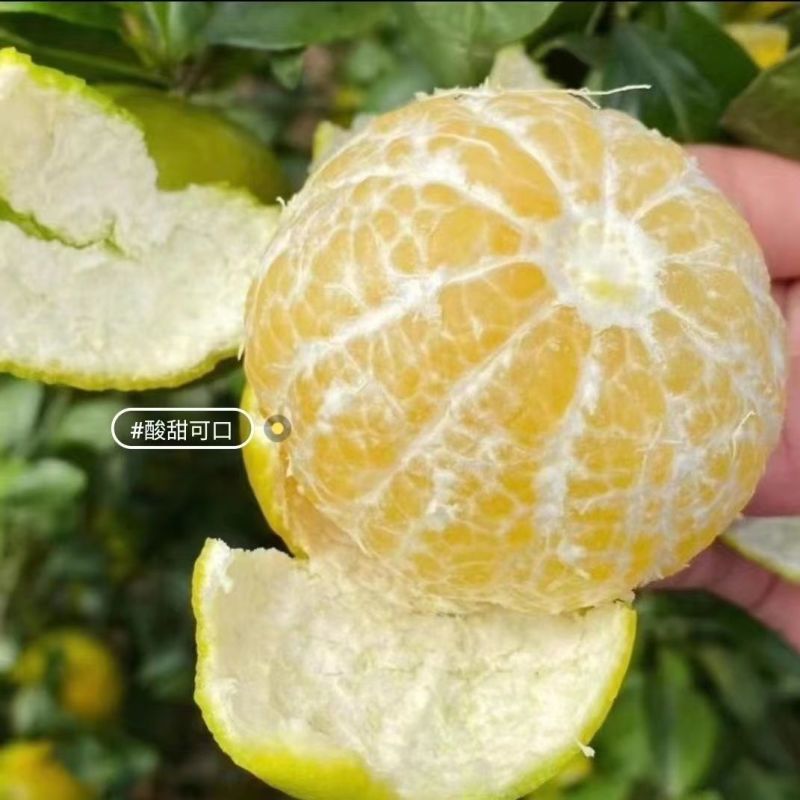 皇帝柑皮薄多汁纯甜化渣产地直发广西皇帝柑大量上市