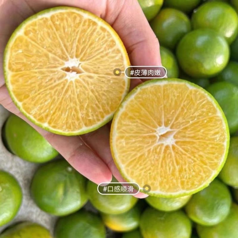 皇帝柑皮薄多汁纯甜化渣产地直发广西皇帝柑大量上市