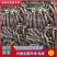 【香芋种子】产地直发包售后包成活成果软糯香甜