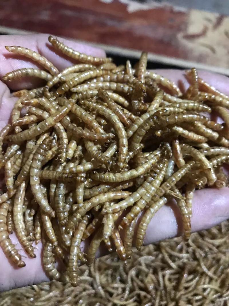山东黄粉虫干品营养丰富多元蛋白品质保证基地直发多规格