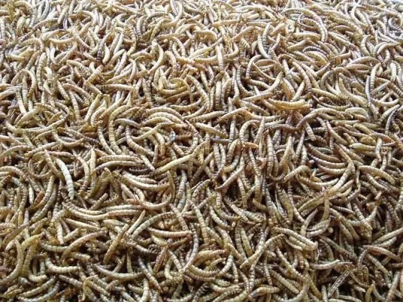 山东黄粉虫干品营养丰富多元蛋白品质保证基地直发多规格