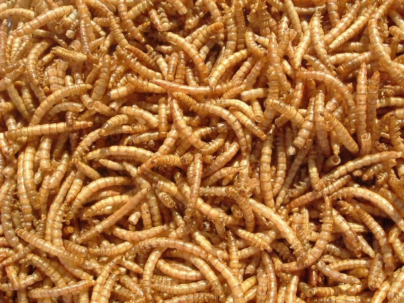 山东黄粉虫干品营养丰富多元蛋白品质保证基地直发多规格