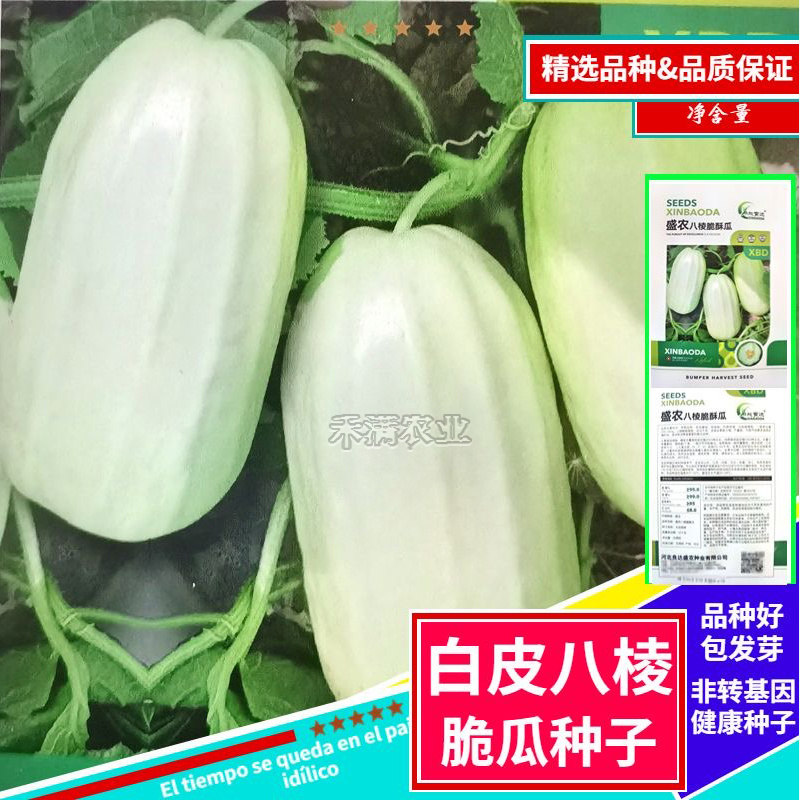 早熟八棱脆瓜种子香酥菜瓜烧瓜生吃蔬菜种子籽孑无糖