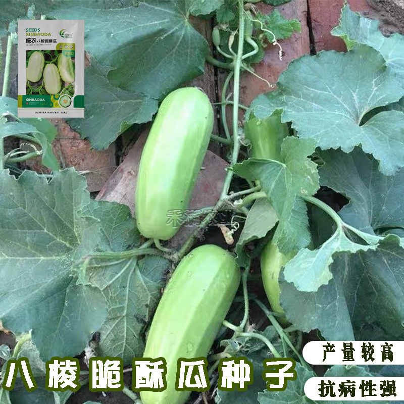 早熟八棱脆瓜种子香酥菜瓜烧瓜生吃蔬菜种子籽孑无糖
