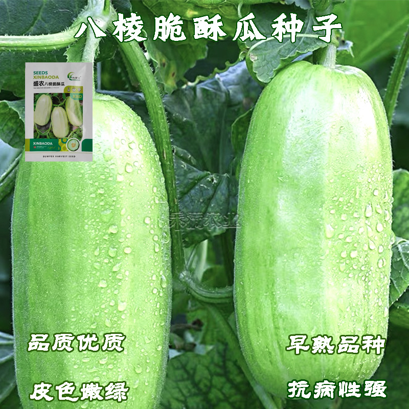 早熟八棱脆瓜种子香酥菜瓜烧瓜生吃蔬菜种子籽孑无糖
