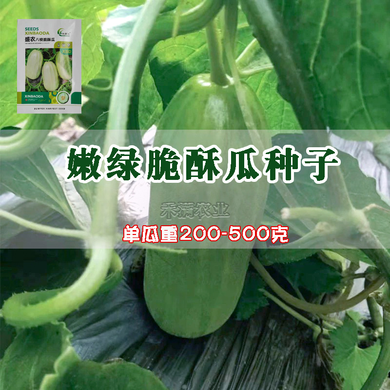 早熟八棱脆瓜种子香酥菜瓜烧瓜生吃蔬菜种子籽孑无糖