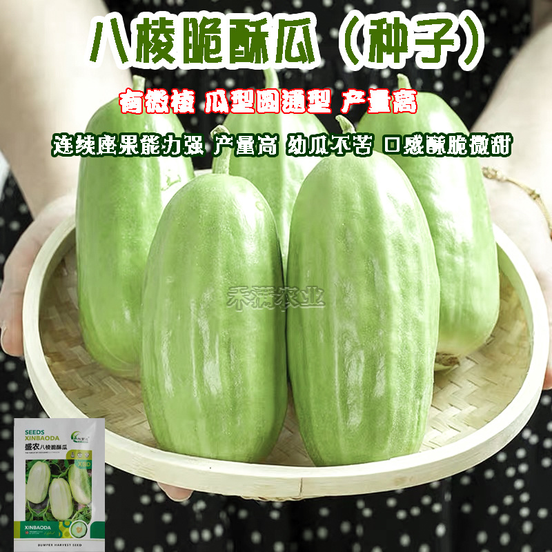 早熟八棱脆瓜种子香酥菜瓜烧瓜生吃蔬菜种子籽孑无糖