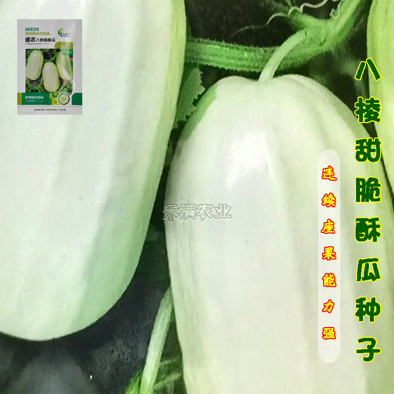 早熟八棱脆瓜种子香酥菜瓜烧瓜生吃蔬菜种子籽孑无糖