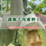 正品羊角蜜种子羊角酥甜瓜种子种籽蔬菜孑秧高产薄皮