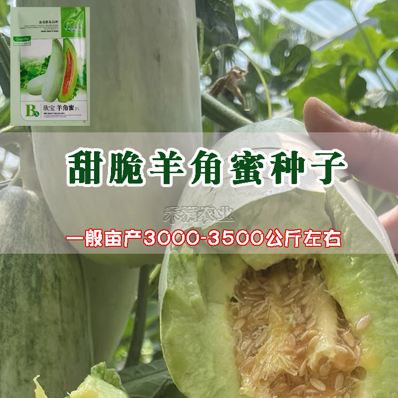 正品羊角蜜种子羊角酥甜瓜种子种籽蔬菜孑秧高产薄皮