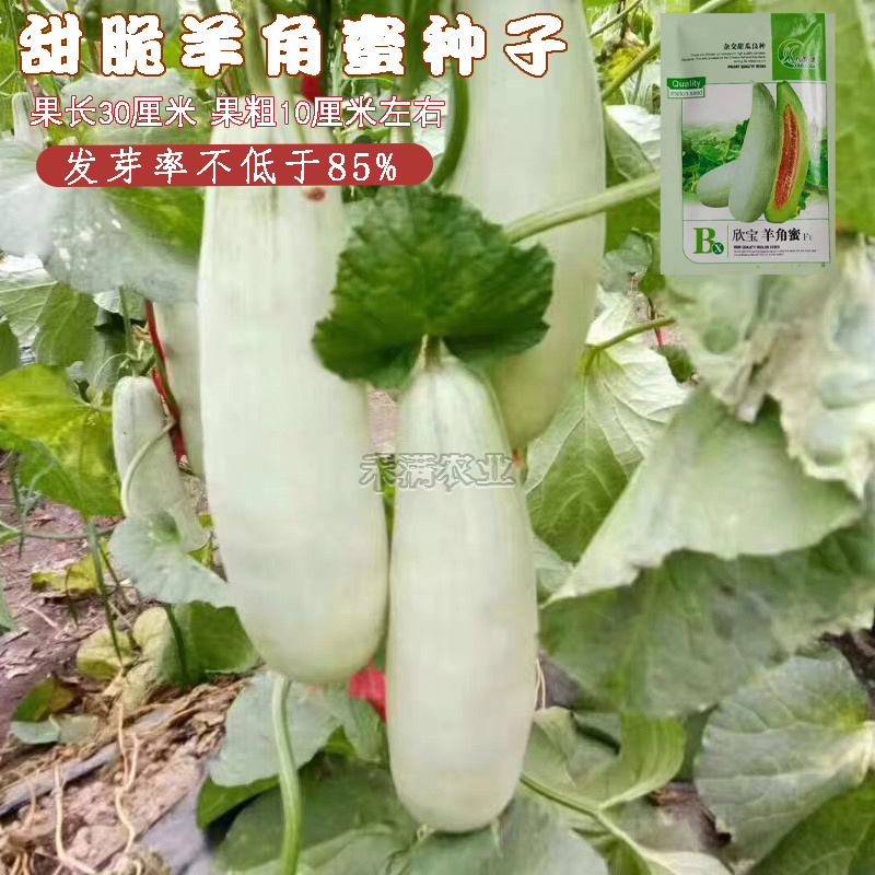 正品羊角蜜种子羊角酥甜瓜种子种籽蔬菜孑秧高产薄皮