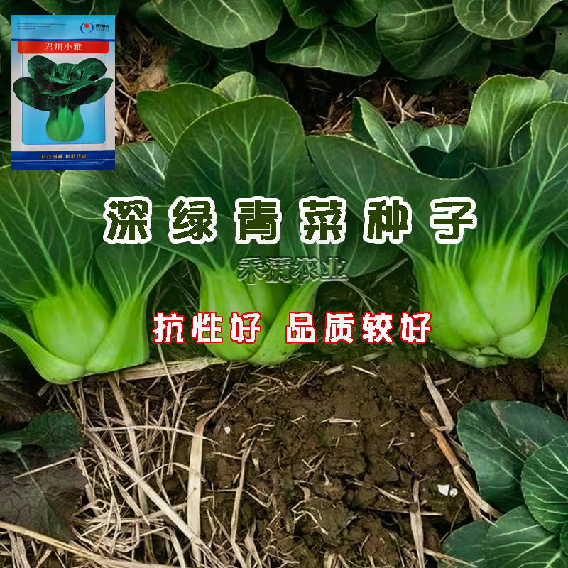 基地优品黑叶矮脚苏州青种籽耐寒上海青种子黑大头四季蔬菜种