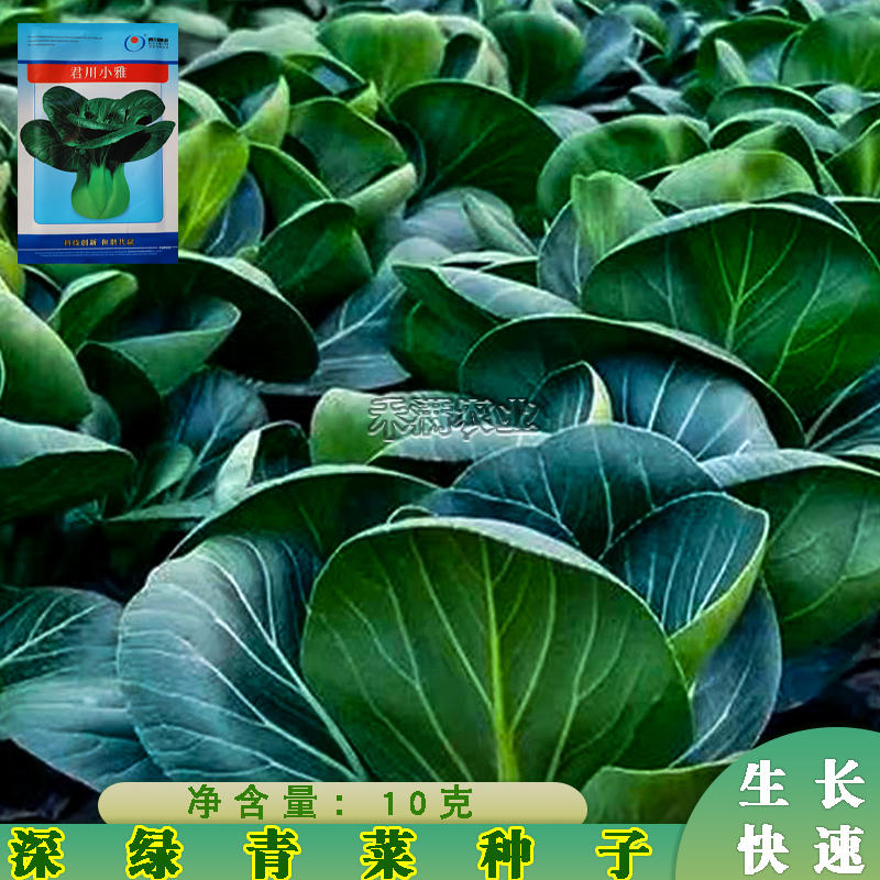基地优品黑叶矮脚苏州青种籽耐寒上海青种子黑大头四季蔬菜种