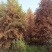 水杉价格8公分-20公分全国可发货，量大价优，质量三包