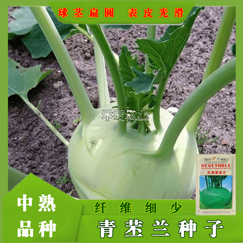 春秋青苤蓝种子水果苤蓝种籽盆载庭院易种四季蔬菜籽