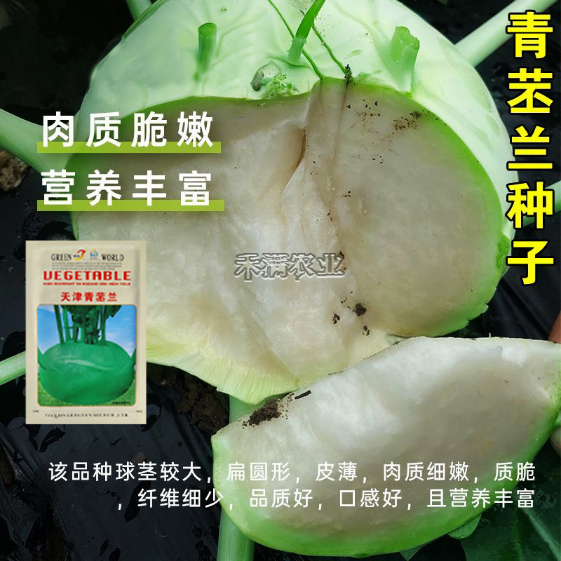 春秋青苤蓝种子水果苤蓝种籽盆载庭院易种四季蔬菜籽