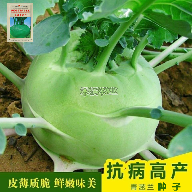 春秋青苤蓝种子水果苤蓝种籽盆载庭院易种四季蔬菜籽
