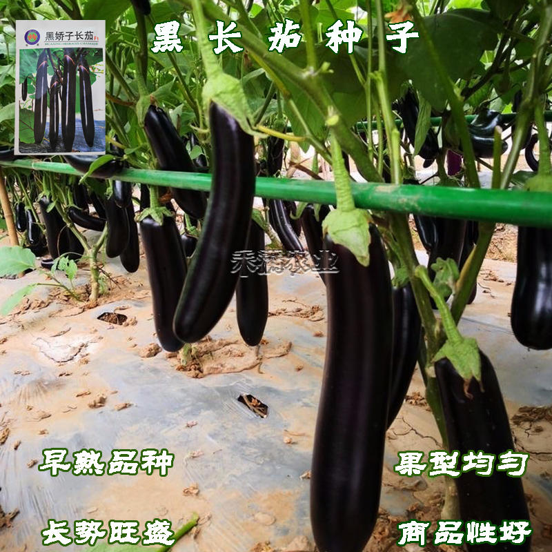 寿光黑娇子长茄种子早熟高产春秋四季茄子种籽新一代品种