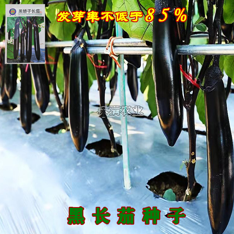 寿光黑娇子长茄种子早熟高产春秋四季茄子种籽新一代品种