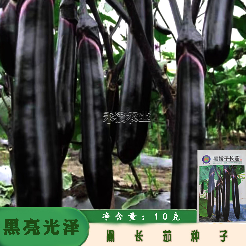 寿光黑娇子长茄种子早熟高产春秋四季茄子种籽新一代品种