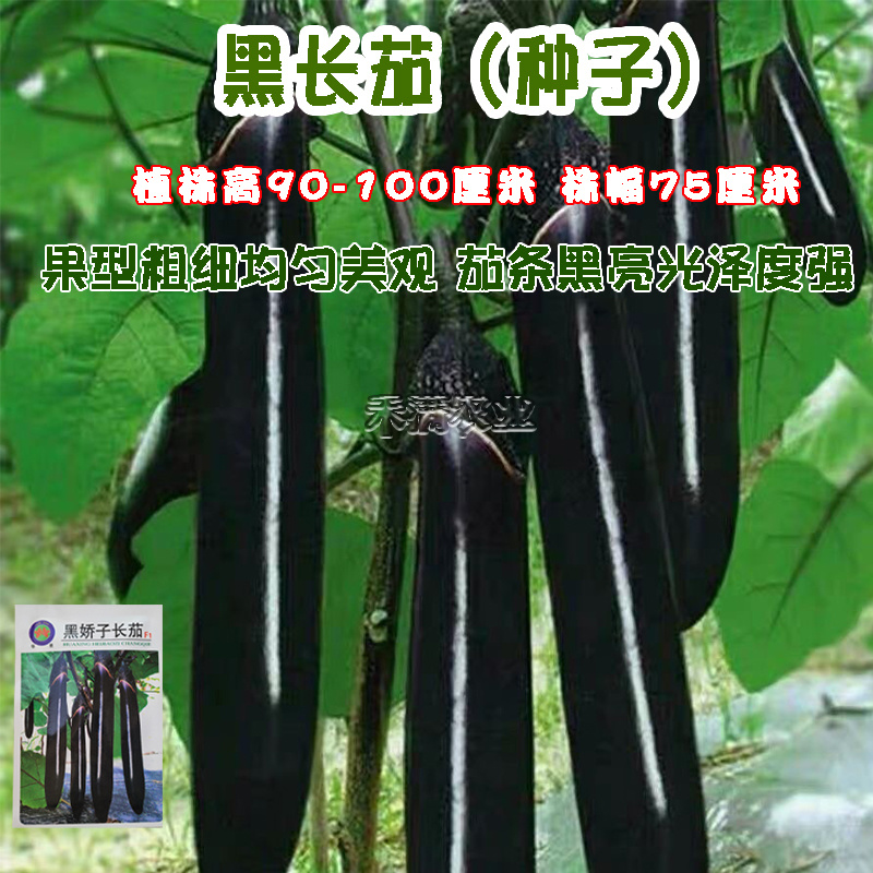 寿光黑娇子长茄种子早熟高产春秋四季茄子种籽新一代品种