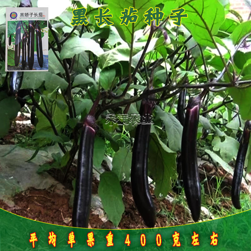寿光黑娇子长茄种子早熟高产春秋四季茄子种籽新一代品种