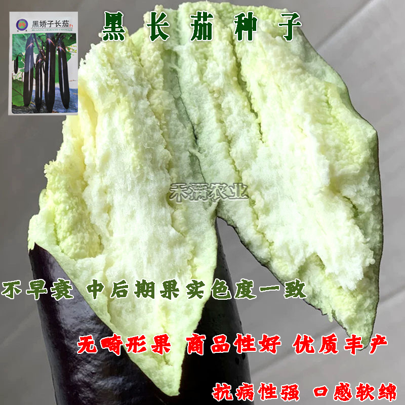 寿光黑娇子长茄种子早熟高产春秋四季茄子种籽新一代品种