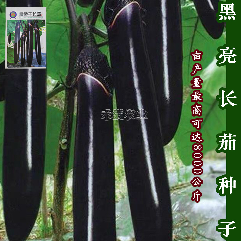 寿光黑娇子长茄种子早熟高产春秋四季茄子种籽新一代品种