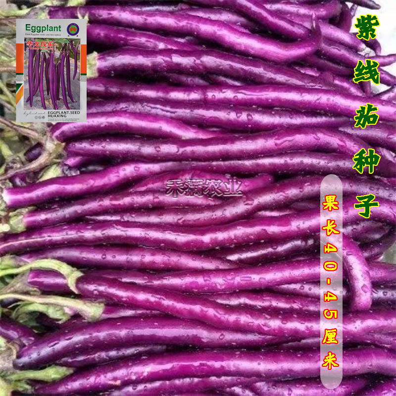 茄子种子长茄子线茄圆茄子秧苗种茄子苗茄子种籽茄子种籽白茄