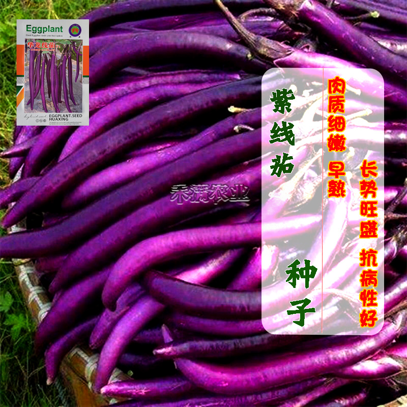 茄子种子长茄子线茄圆茄子秧苗种茄子苗茄子种籽茄子种籽白茄