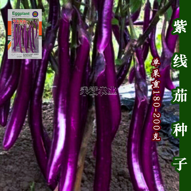 茄子种子长茄子线茄圆茄子秧苗种茄子苗茄子种籽茄子种籽白茄