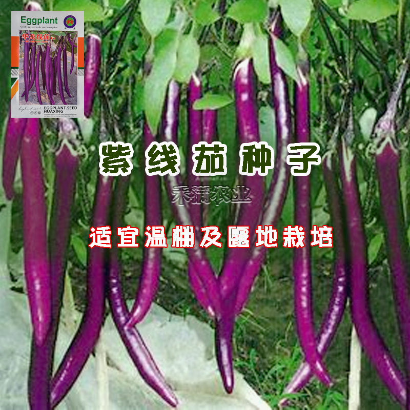 茄子种子长茄子线茄圆茄子秧苗种茄子苗茄子种籽茄子种籽白茄