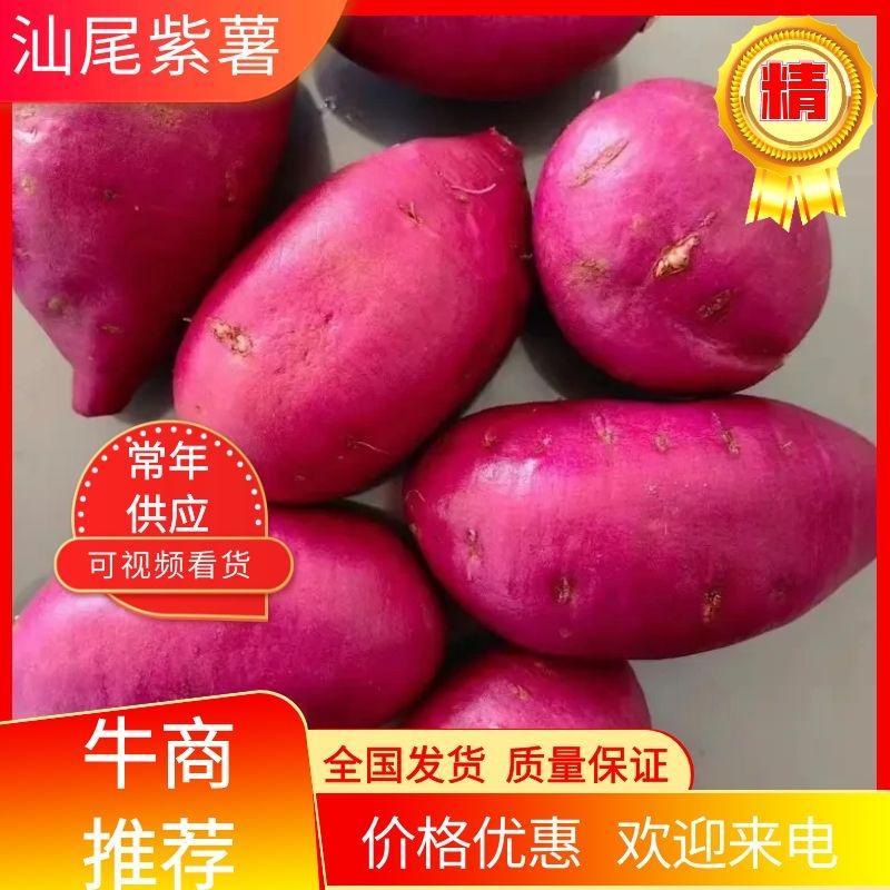 广东汕尾精品紫薯保证质量坏包赔欢迎实地考察视频看货