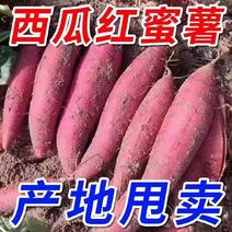 【推荐】保定雄县西瓜红种植产地一手货源价格稳全国市场直发