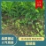 新会柑苗茶枝柑苗陈皮柑苗杯苗柠檬枮嫁接品质保证