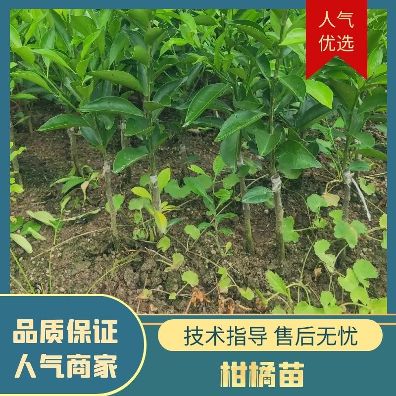 新会柑苗茶枝柑苗陈皮柑苗杯苗柠檬枮嫁接品质保证