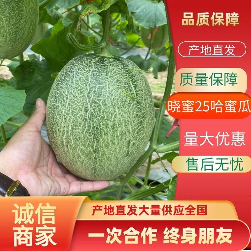 哈蜜瓜海南晓蜜25大量供应，对接全国各大市场，商超，社团