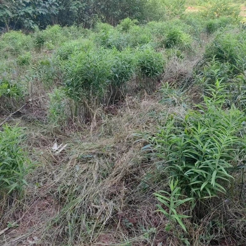 南充精品多花黄精，产地直发，保质保量，欢迎老板选购