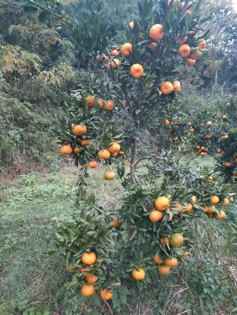 南充精品椪柑，产地直发，保质保量，欢迎老板选购