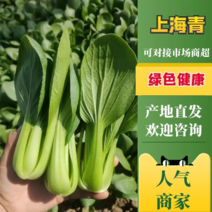 【推荐】优质上海小青油菜奶白菜现摘现发质量对接全国电商
