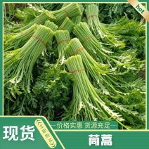 【精品】江苏茼蒿菜产地直发量大从优商超品质嫩菜量大从优