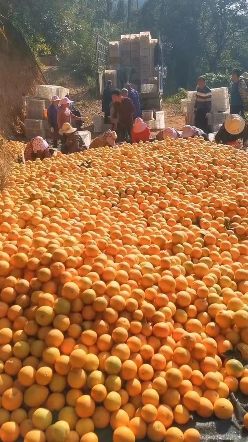 赣南脐橙代办，品质保证一手货源量大从优可视频看货