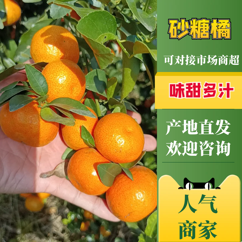 广西正宗砂糖桔，东方红，八月桔，对接市场电商超市