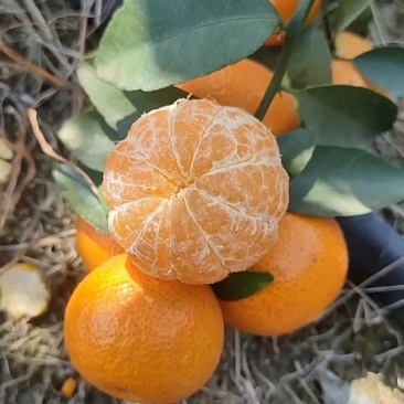 广西砂糖橘，皮薄多汁，无渣无核，产地一手货源